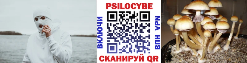 как найти наркотики  Себеж  Галлюциногенные грибы мицелий 